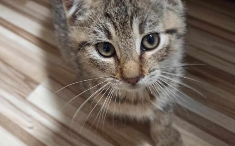 6. 9. Náměšť na Hané