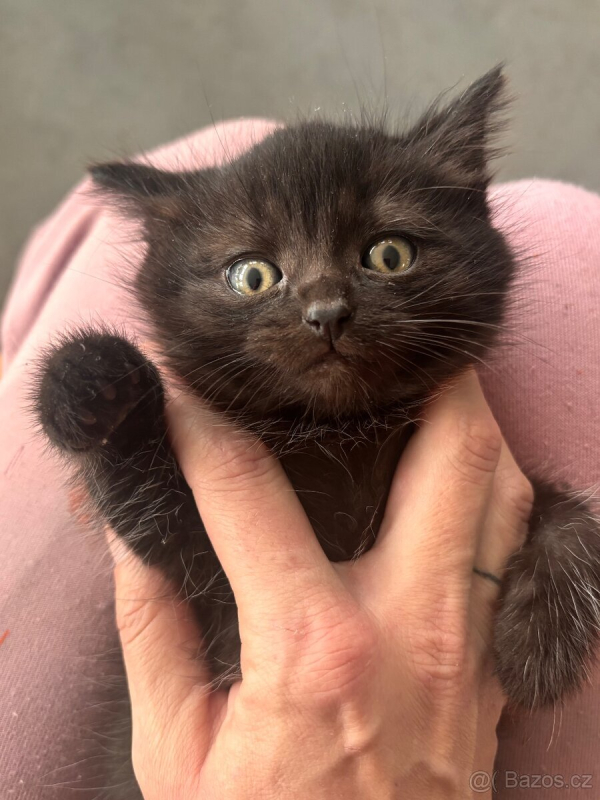 6. 9. Náměšť na Hané