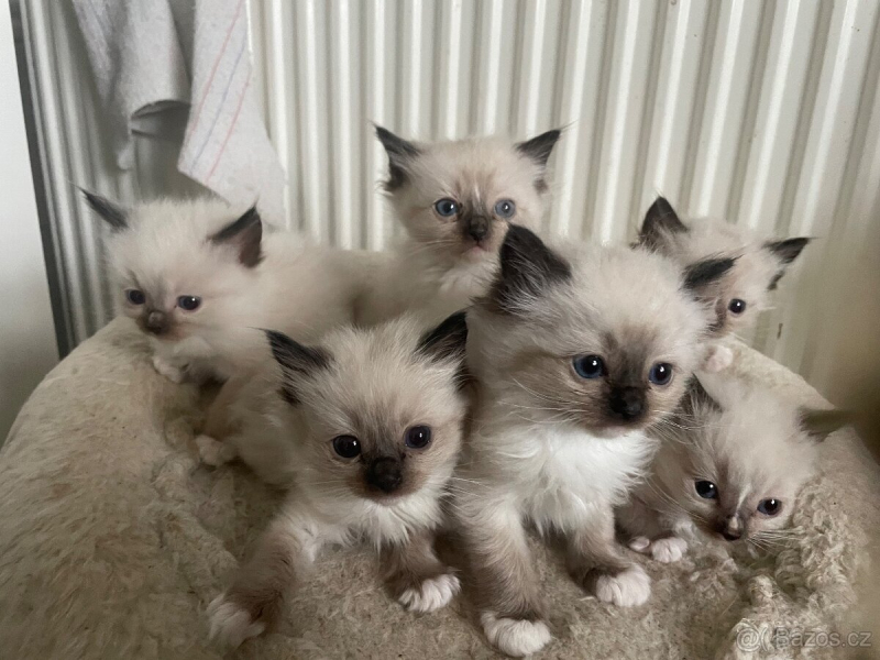 6. 9. Náměšť na Hané